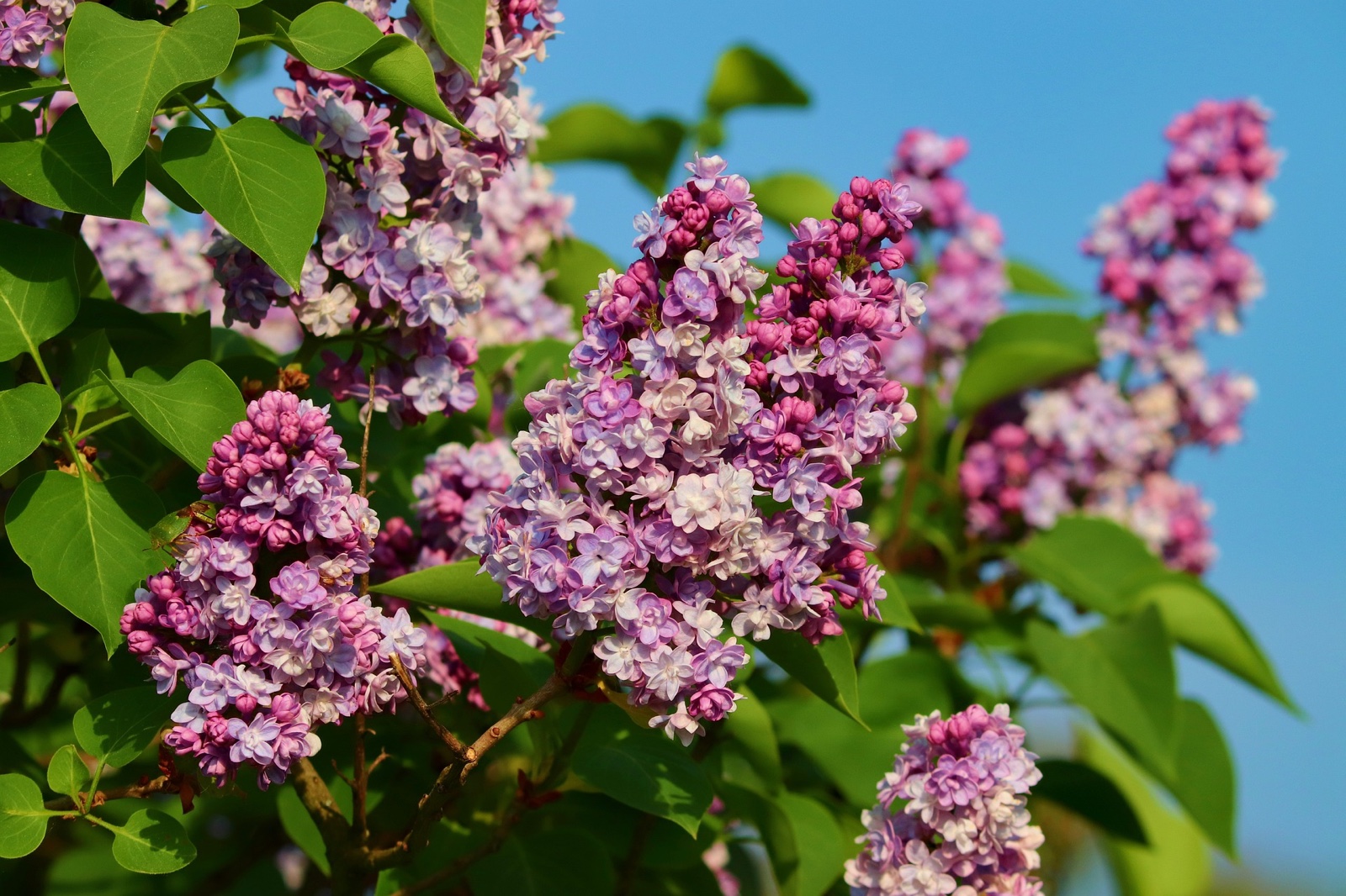 Fliederblüten vor blauem Himmel